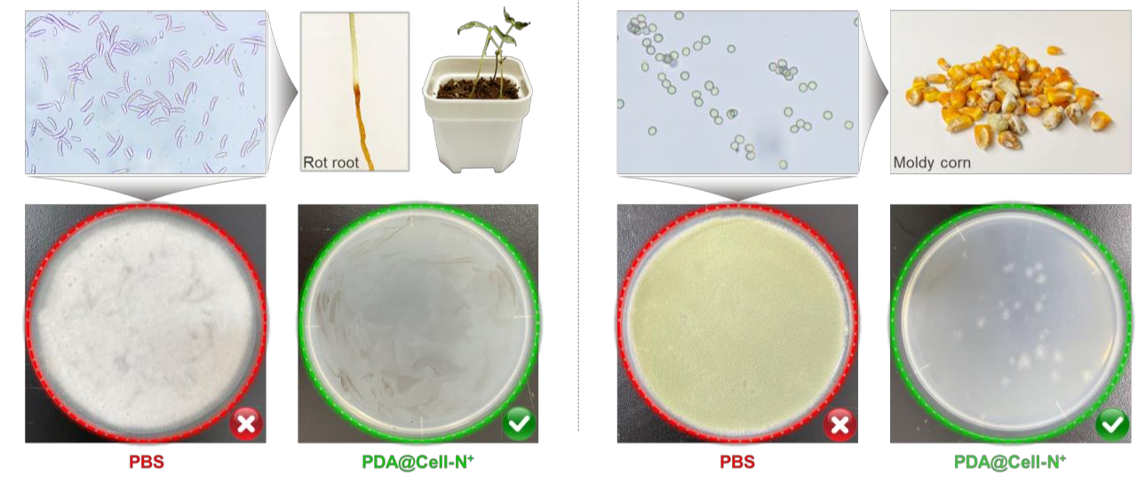 PDA Cell-N 对两种病原菌的抑制对比