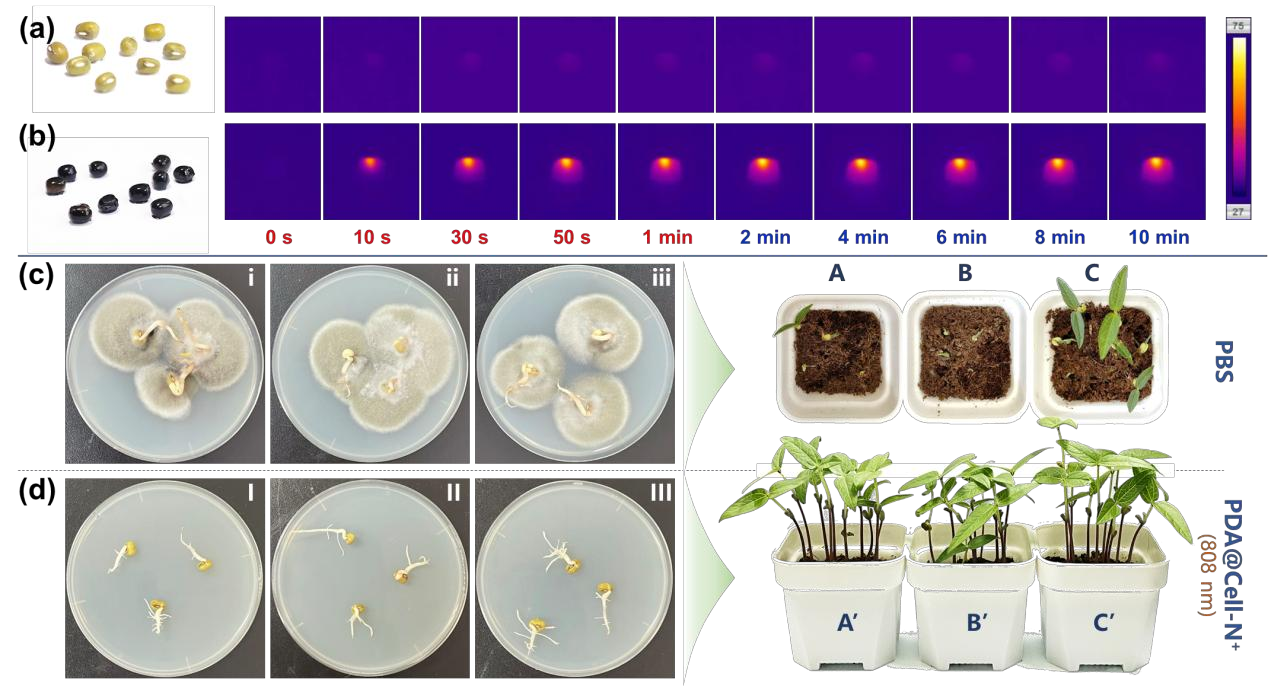PDA Cell-N 种子涂层温升和萌发评价