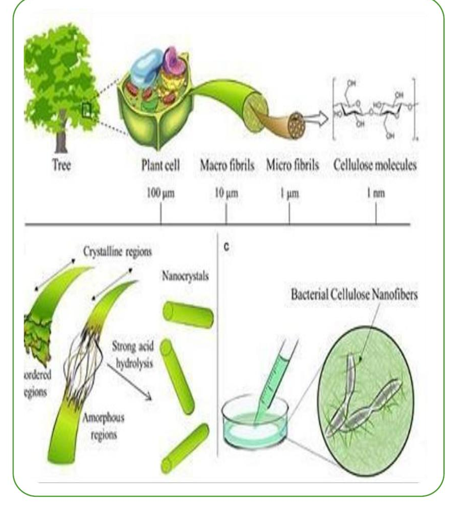 植物纤维素尺度与细菌纤维素微丝结构示意
