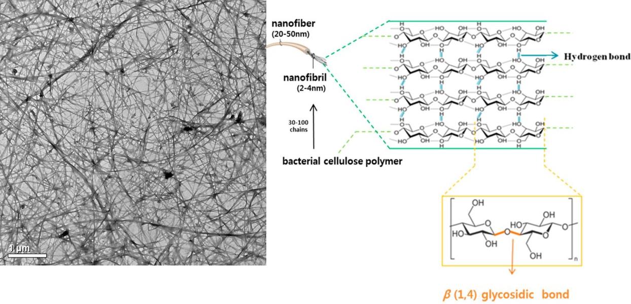 生物纤维素微丝显微图和分子链结构