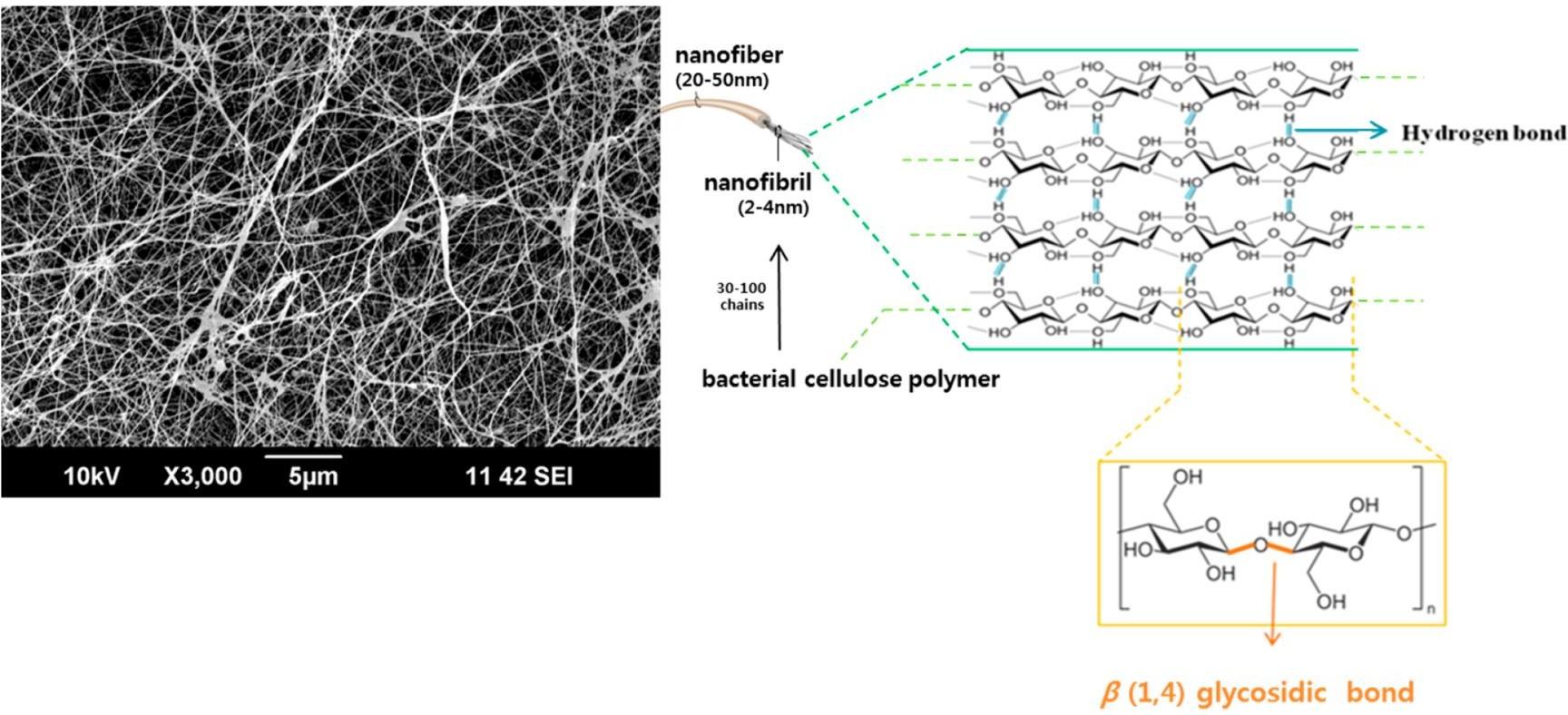 纤维素分子链、纳米原纤与微丝层级结构